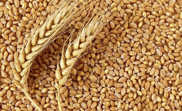 شبکه تعاون روستایی ۲۵ درصد خرید گندم در خراسان رضوی را انجام داد.