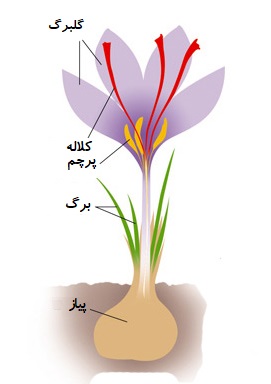 اجزای گل زعفران