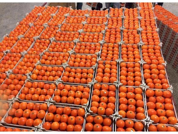 ذخیره‌سازی میوه تنظیم بازار ایام نوروز در خراسان رضوی پایان یافت
